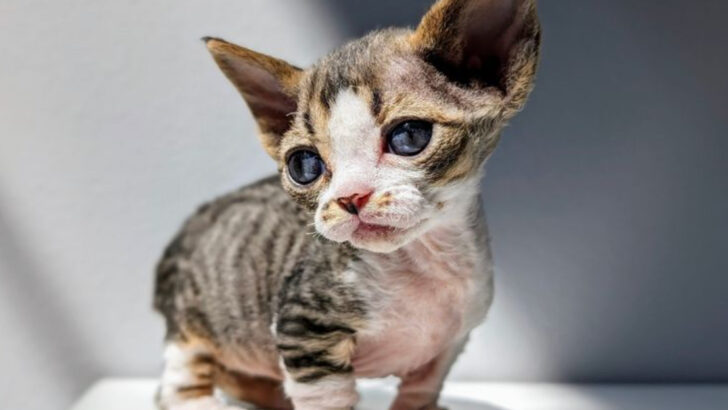 12 Rare Exotic Cat Breeds You Hardly See & 12 You’ll Find Everywhere