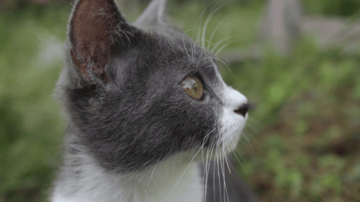 12 Reasons Cats Are Better Than Dogs at Supporting Quiet Lifestyles