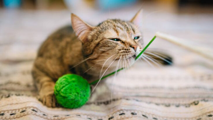 12 Reasons Cats Are The Best Pets & 6 Signs That You Should Get One