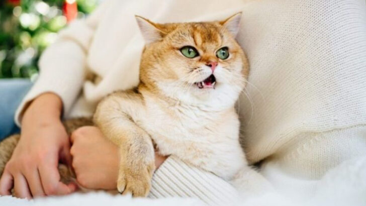 12 Signs Your Cat’s Trust Has Deepened Quietly Over Time
