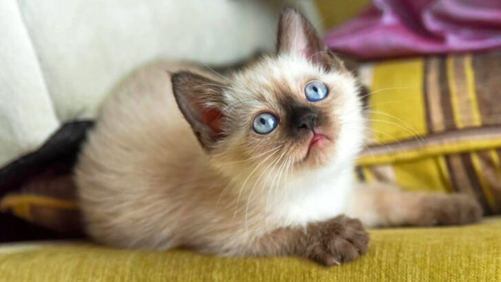 12 Signs You’re Prepared for a Siamese Cat & 5 Signs You Should Wait