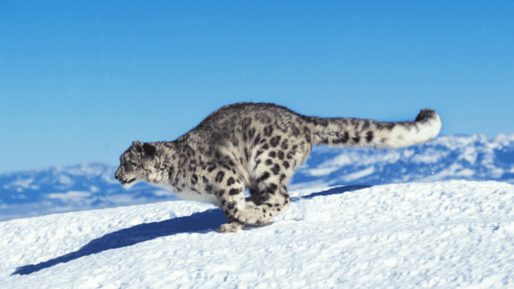 13 Big Cats That Are More Agile Than They Appear