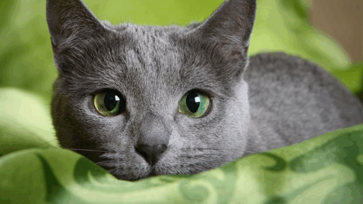 13 Cat Breeds That Bond With Everyone (And 13 That Choose One Special Person)