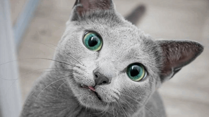 13 Cat Breeds That Do Best With Gentle, Calm Owners