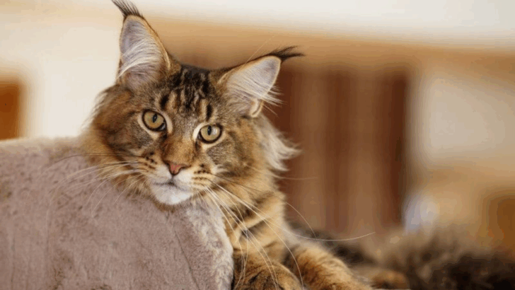 13 Cats That Are More Independent Than You’d Think