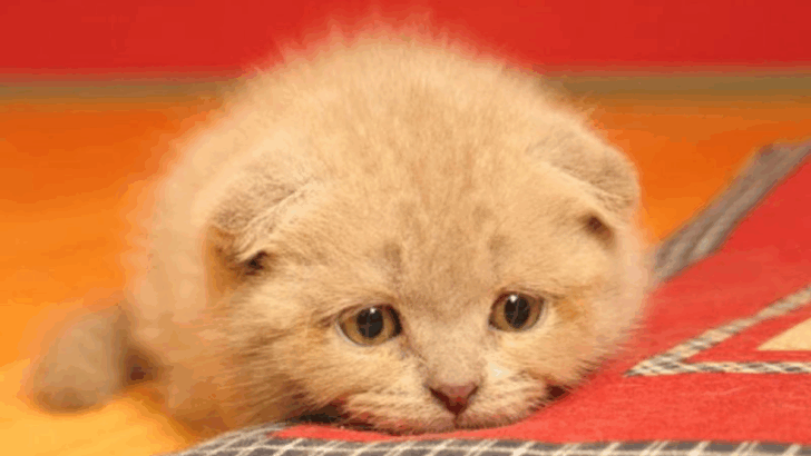 13 Cats That Never Should Be Left Without Company
