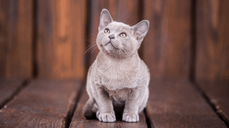 13 Easiest Cat Breeds That Don’t Take Up Much of Your Time