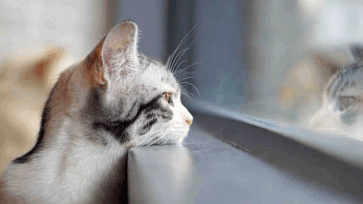 13 Hidden Signs Your City-Raised Cat Misses the Outdoors (and How to Spark Their Wilderness Instincts)