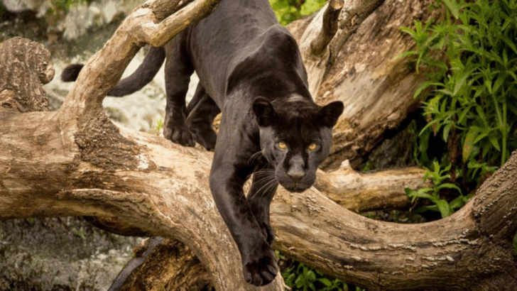 13 Most Fearsome Big Cats In The Wild