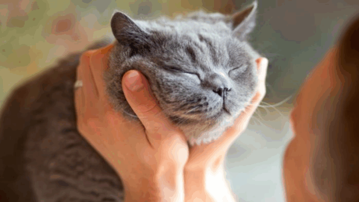 13 Things That Bring Cats Comfort When They Feel Unsettled