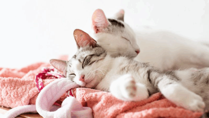13 Ways Cats Reclaim Their Space After You’ve Been Gone