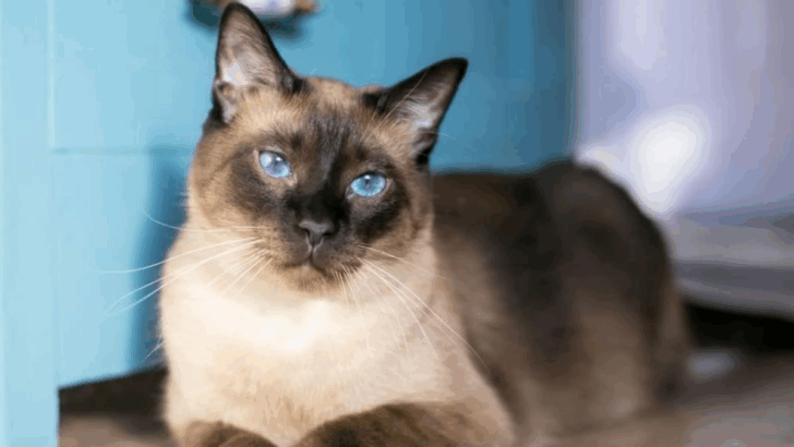 13 Ways Siamese Cats Are in a League of Their Own