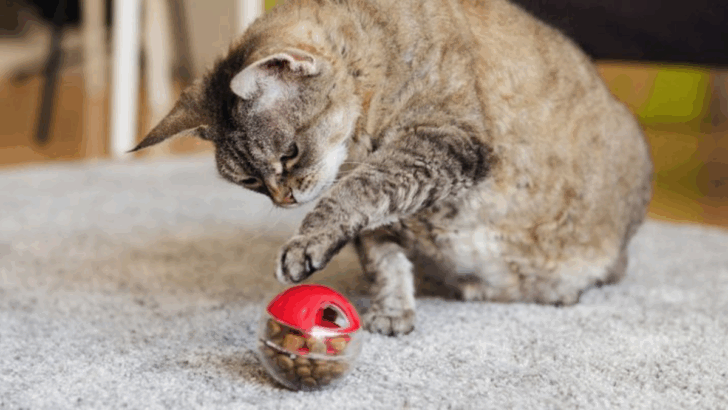 13 Ways to Keep Your Indoor Cat Happy and Entertained