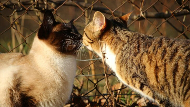 13 Cat Breeds That Won’t Mind a New Cat on the Block
