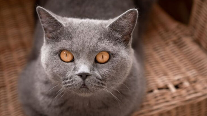 13 Cat Breeds Who Prefer Quiet Moments of Bonding