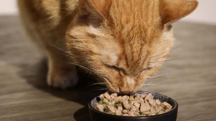 13 Human Foods Your Cat Can Enjoy & 7 They Should Never Eat (Says a Vet)