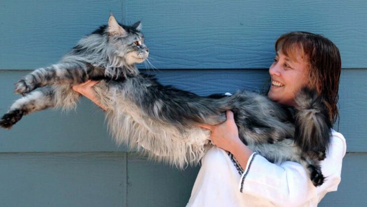13 Maine Coon Facts That Prove These Cats Are Truly Special