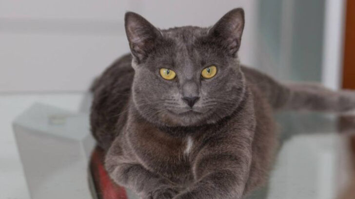 13 Rare Cat Breeds That Have Found Homes Across America