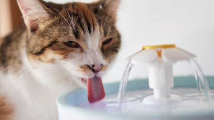 13 Simple Habits That Can Extend Your Cat’s Life and Boost Their Happiness