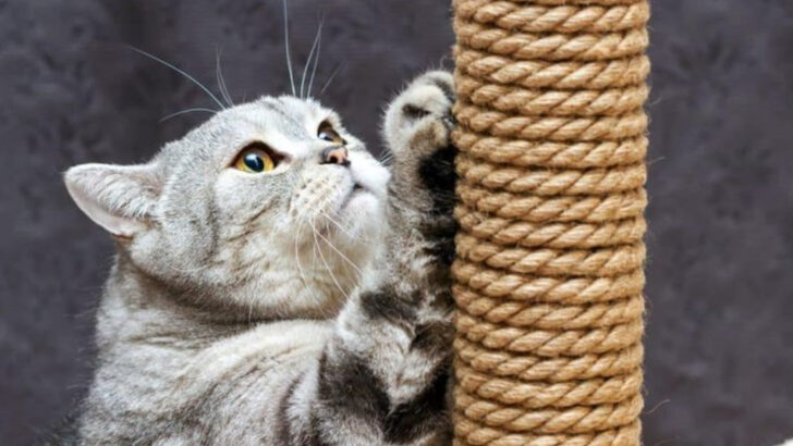 13 Smart Strategies to Manage and Control Cat Scratching Behavior