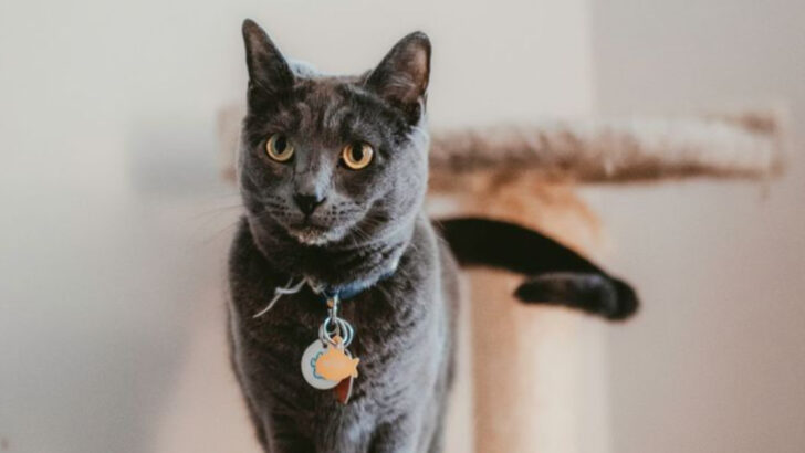 13 Unexpected Perks of Cat Ownership & 6 Ways They Drive You Crazy