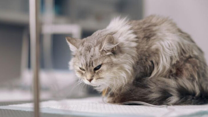13 Ways You Might Be Failing Your Cat (And How to Fix It)