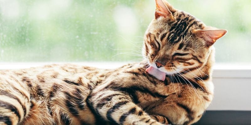 13. Excessive Grooming