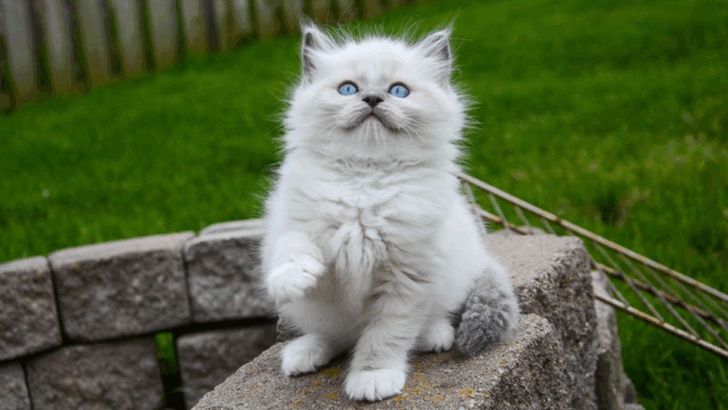 14 Fascinating Facts About Persian Ragdoll Mix Cats