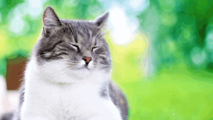 14 Gentle Ways to Deepen the Connection With Your Cat