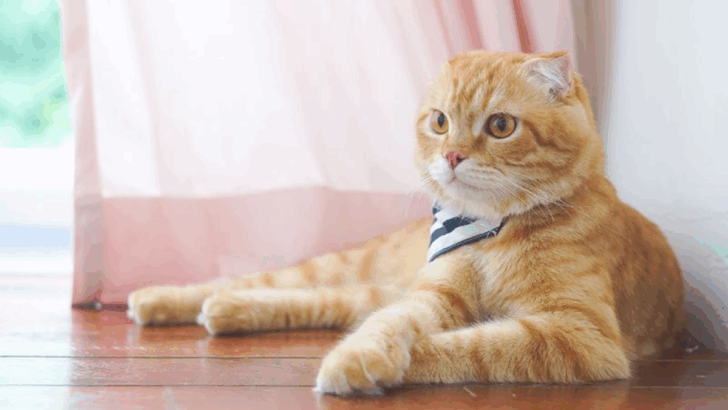 14 Orange Cat Breeds That Have Head-Turning Coats