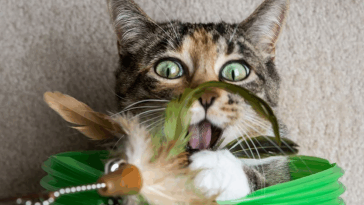 14 Ways Cats Express Affection Without Needing Reassurance