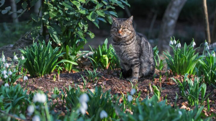 14 Effective Ways to Stop Cats from Using Your Plants as Litter Boxes