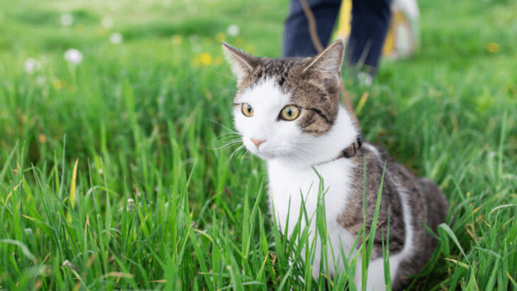 14 Everyday Habits That Calm an Anxious Cat
