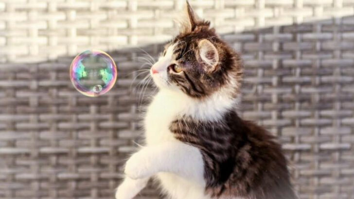 14 Fun Activities Your Cat Will Enjoy More Than You Expect
