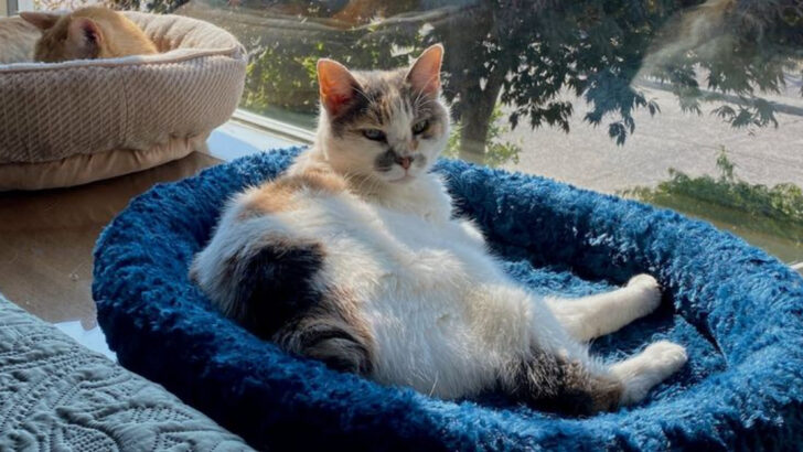 14 Game-Changing Cat Products & 4 That Drive Them Crazy