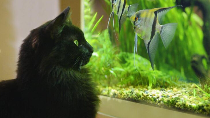 14 Pets That Don’t Mix Well With Cats – Think Twice Before Bringing Them Home