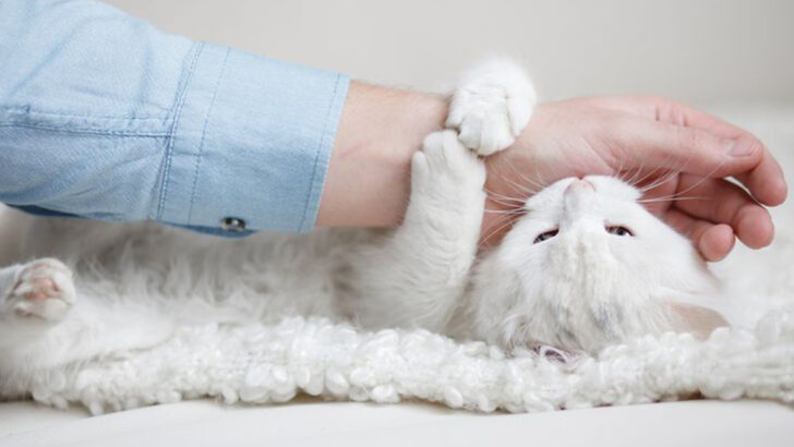 14 Practical Cat Training Tips That Even Stubborn Cats Respond To