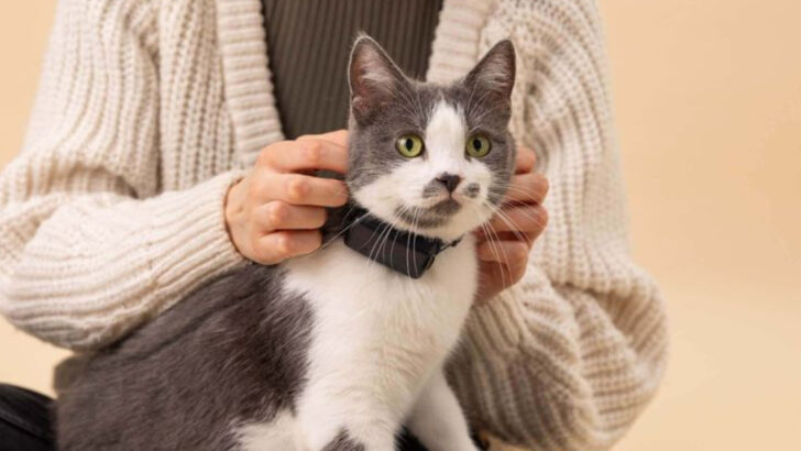 14 Simple Changes Around the House Your Cat Will Quietly Appreciate