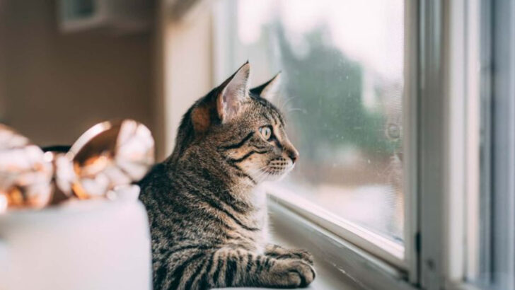 14 Things You Should Never Do When Leaving Your Cat Alone