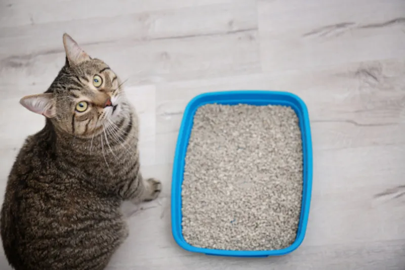 14. Litter Box Avoidance
