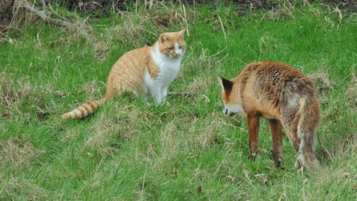 15 Animals That Could Rock Your Cat’s World (Not in a Good Way)