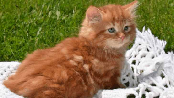 15 Cat Breeds That Have The Softest Fur Ever