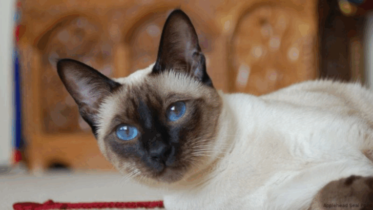 15 Fun Facts About Siamese Cats’ History And Personality
