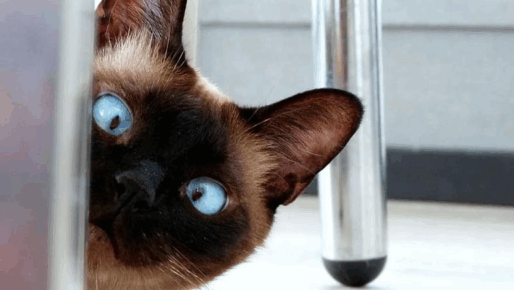 15 Gentle Cat Breeds With The Most Loving Personality