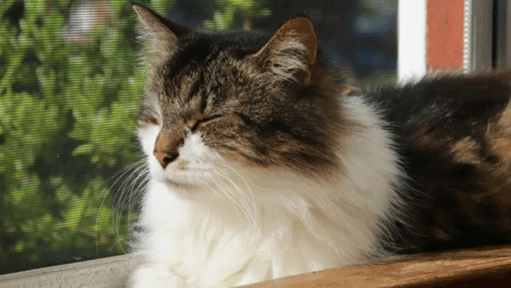 15 Simple Ways to Give Your Senior Cat the Comfort She Deserves