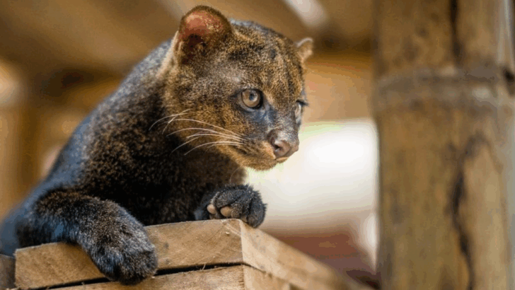 15 Wild Cats of America You Didn’t Know Were Out There