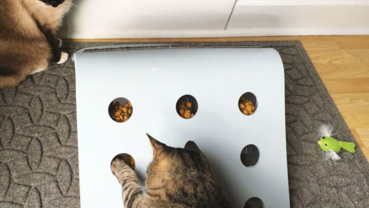 15 Affordable DIY Projects to Improve Your Cat’s Life