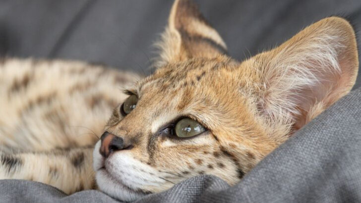 15 Anxiety-Prone Cats That Need Extra Love and Support & 5 Confident Cats Who Own the Room