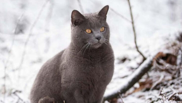 15 Cat Breeds That Connect Deeply Without Demanding Too Much Attention