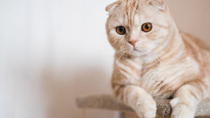 15 Cat Breeds That Hate Being Alone